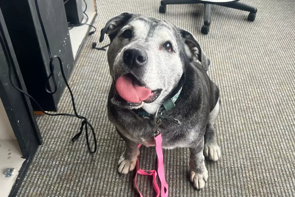 Big Smile, Big Personality: Rosie is Ready for Adoption in Billings