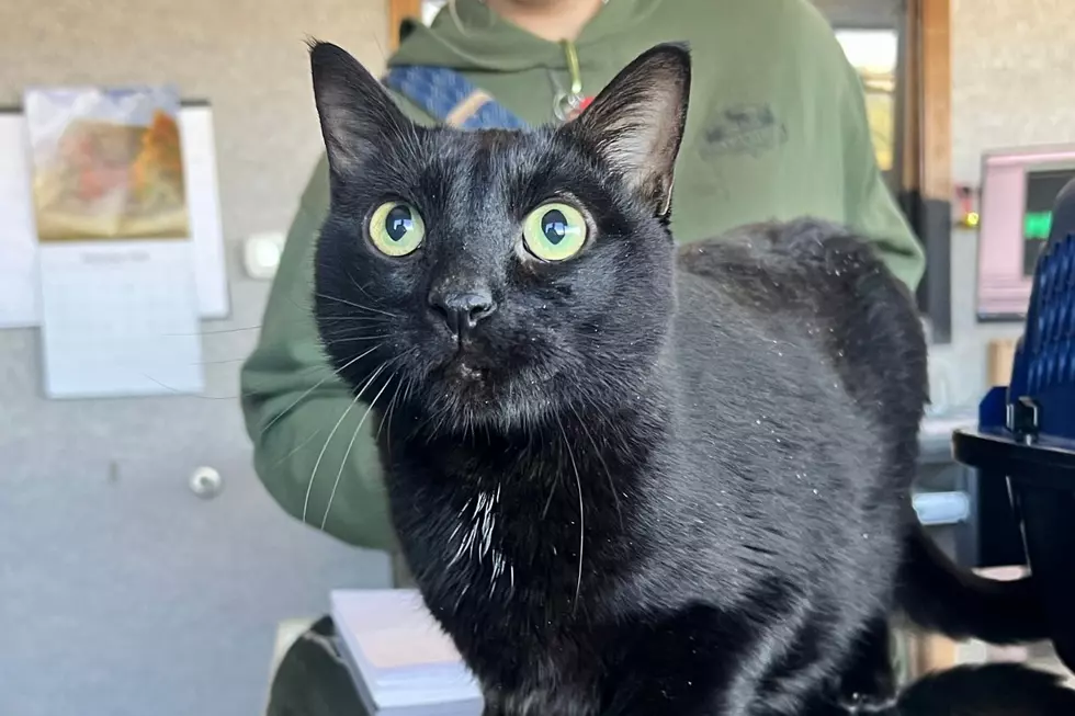 ‘Paul Blart’ is One Big, Adorable Kitty. Adopt in Billings Today