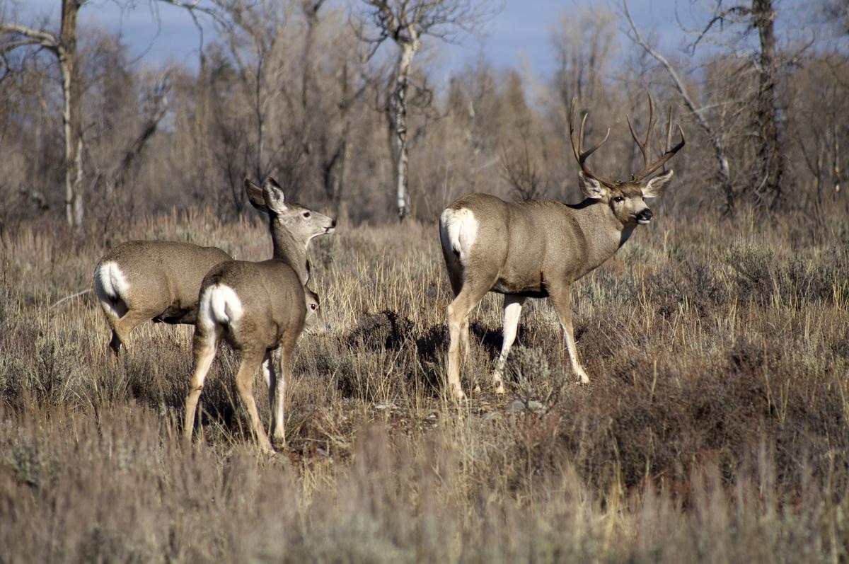 Hemorrhagic Disease Outbreak Hits Montana Deer And Antelope