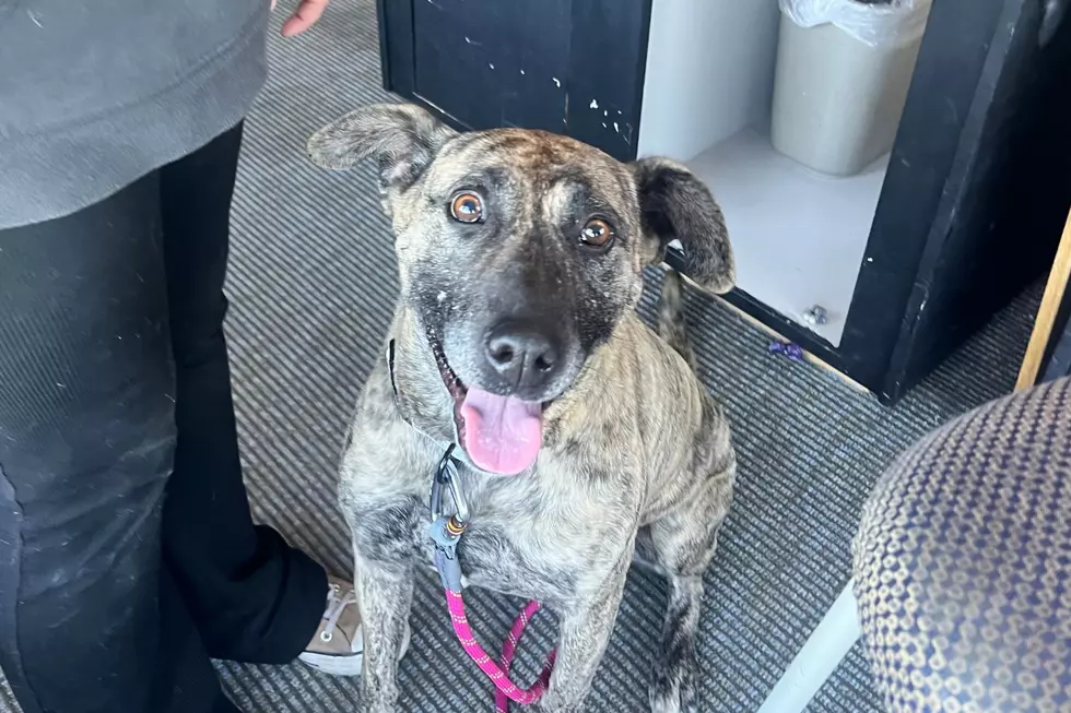 Miss Diva is Adorable. Adopt Today at Yellowstone Valley Animal Shelter