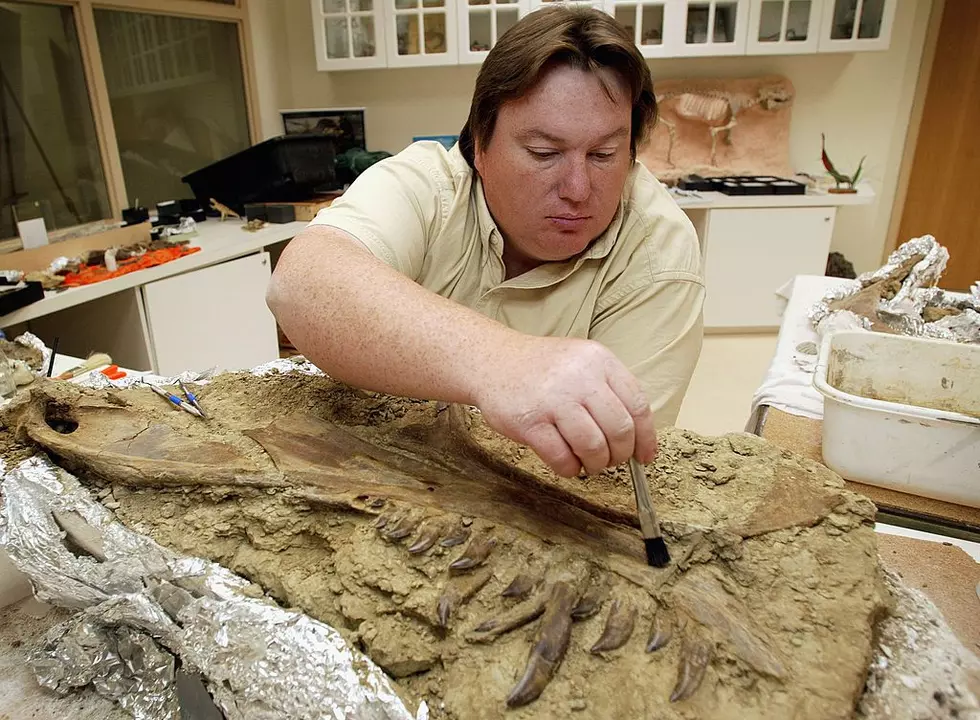 A different Nanotryannus was found in 2002. Photo by Scott Olson/Getty Images