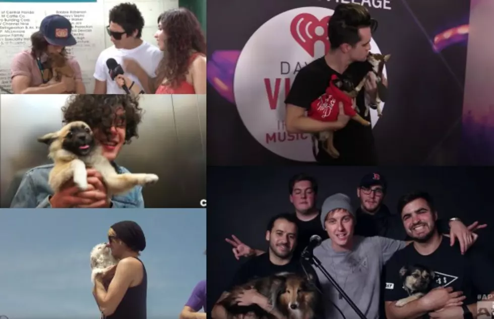 10 adorable interviews of bands playing with dogs