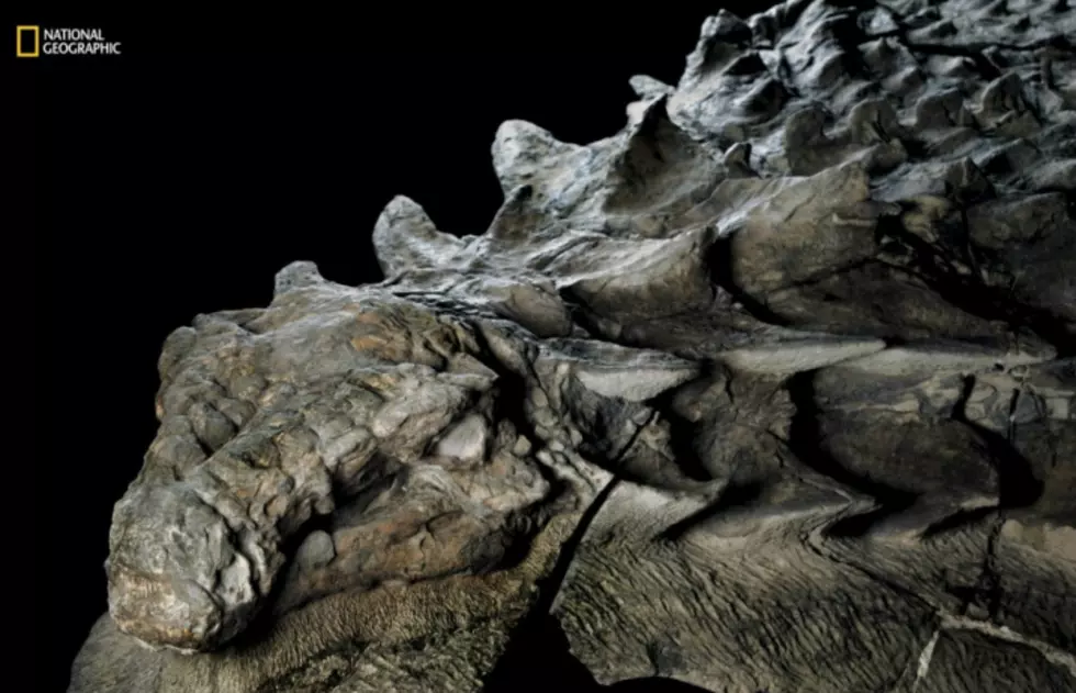Scientists unveil a near-perfectly preserved dinosaur, and it&#8217;s incredible