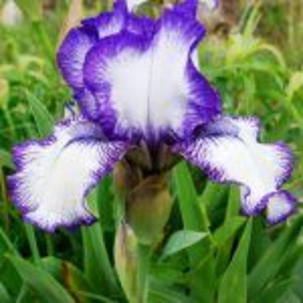 Obituary: Florence L. Brandow