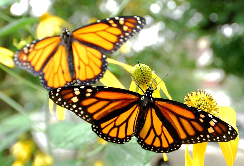 PHOTOS: Trina Paulus releases monarch butterflies