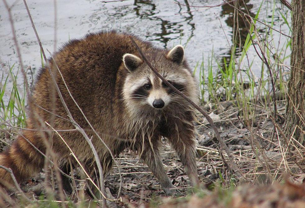 Raccoon found dead in Montclair tests positive for rabies