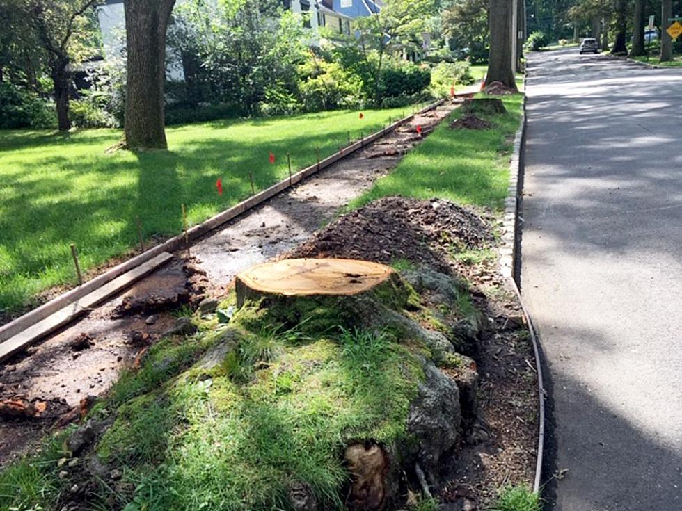 Fieldstone area could see future tree loss