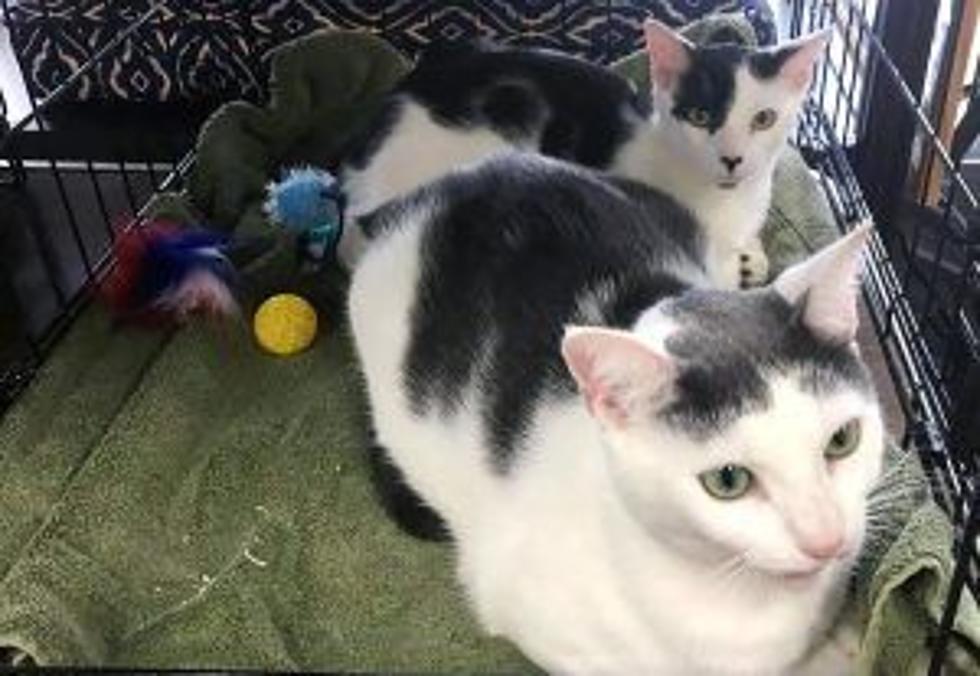 Montclair Local Pet of the Week: Clover and Clove