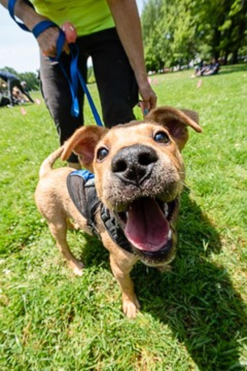 Photos: Montclair Animal Shelter&#8217;s &#8220;Bark in the Park&#8221;