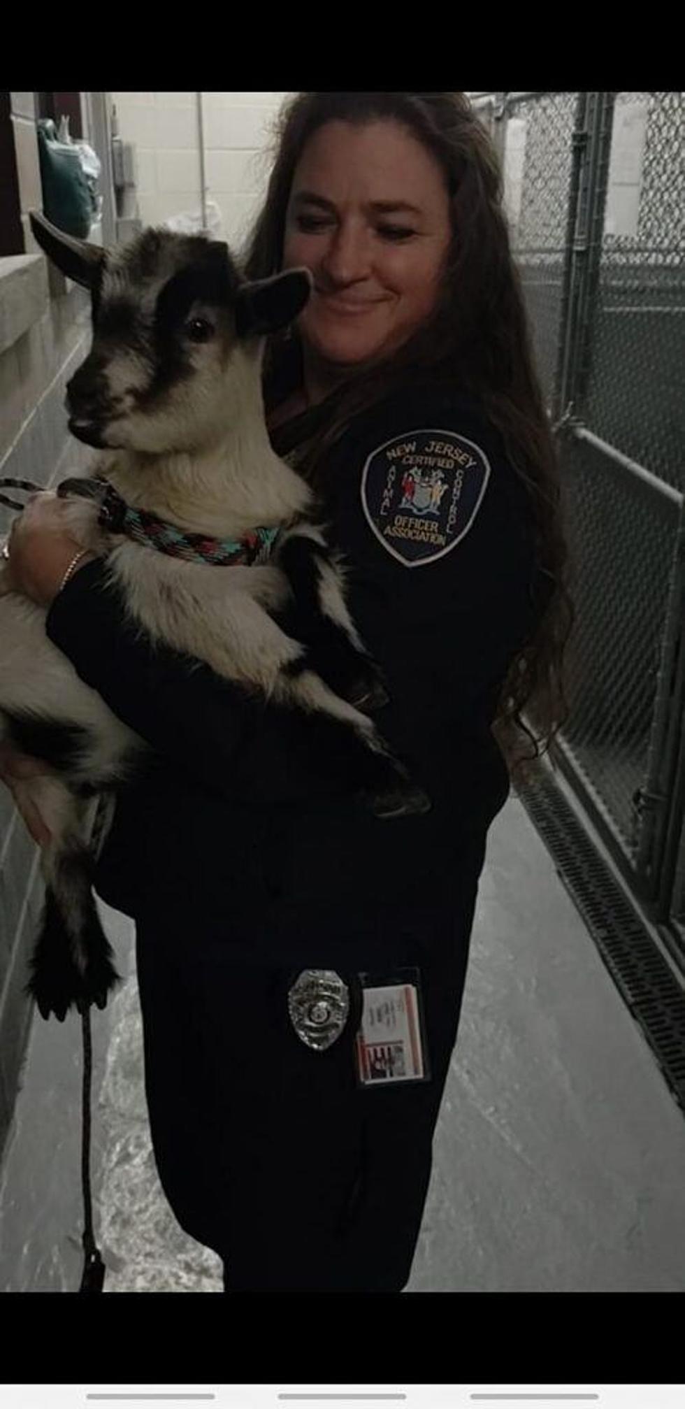 Tzigi the goat, &#8220;Cookie,&#8221; reunited with family after going missing from Passaic