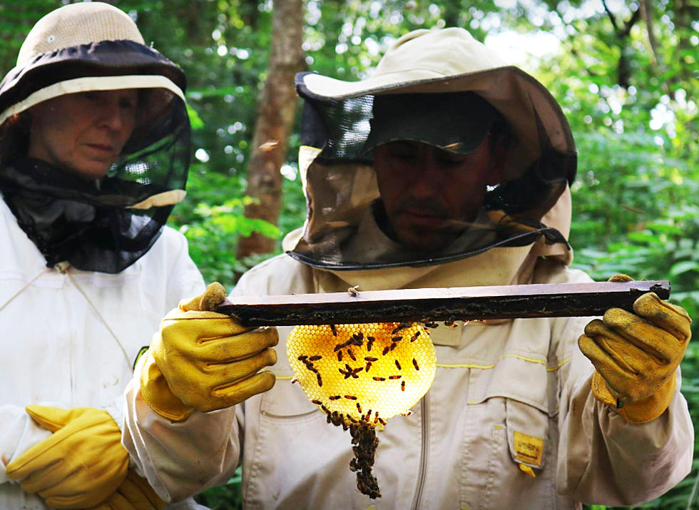 Montclairians are helping to save the bees
