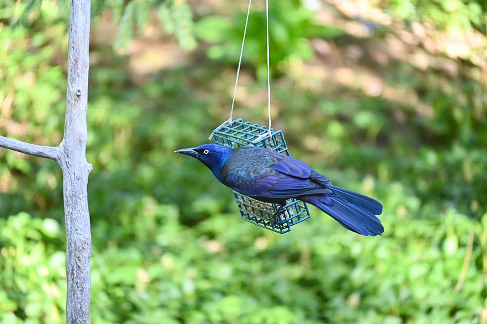 It&#8217;s transition time for backyard birds (What&#8217;s in Your Backyard)