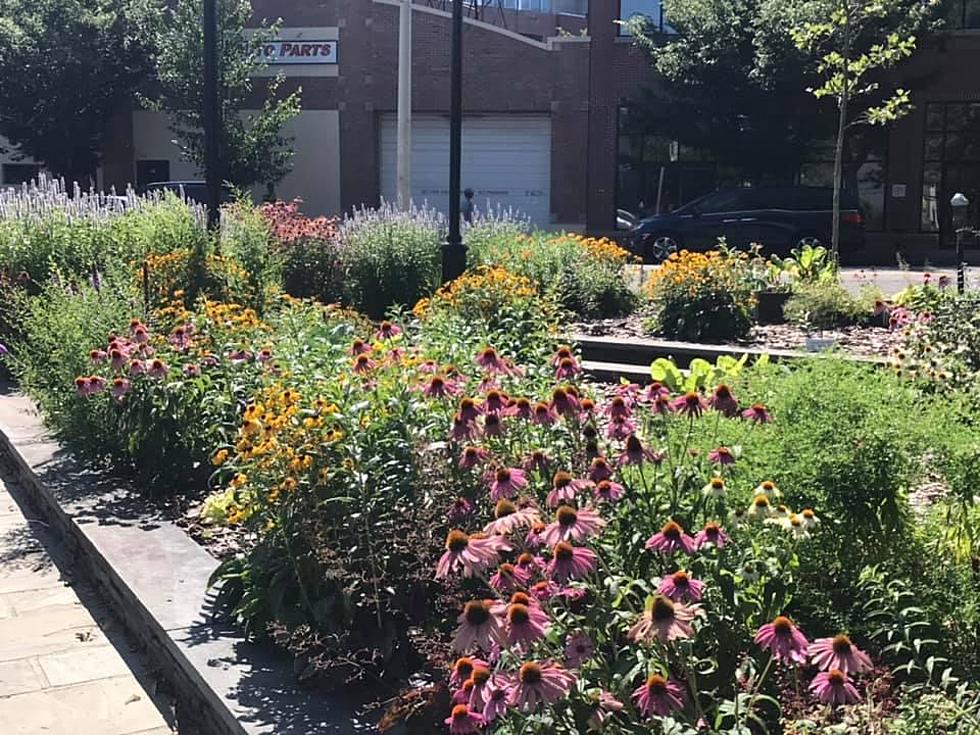A century and a half of gardening pioneers in Montclair (Gardening for Life)