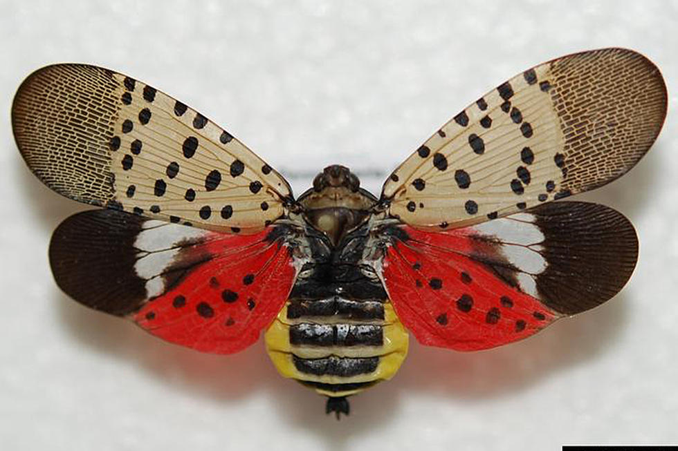 Spotted lanternflies are in north Jersey: Kill them, report them, check cars for them