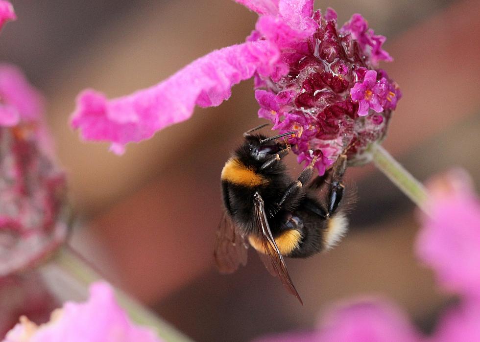 Bumblebees: The sumo wrestlers of pollination (What’s in Your Backyard)
