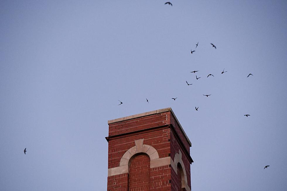 Once-a-year spectacle — Chimney swifts return to Buzz Aldrin