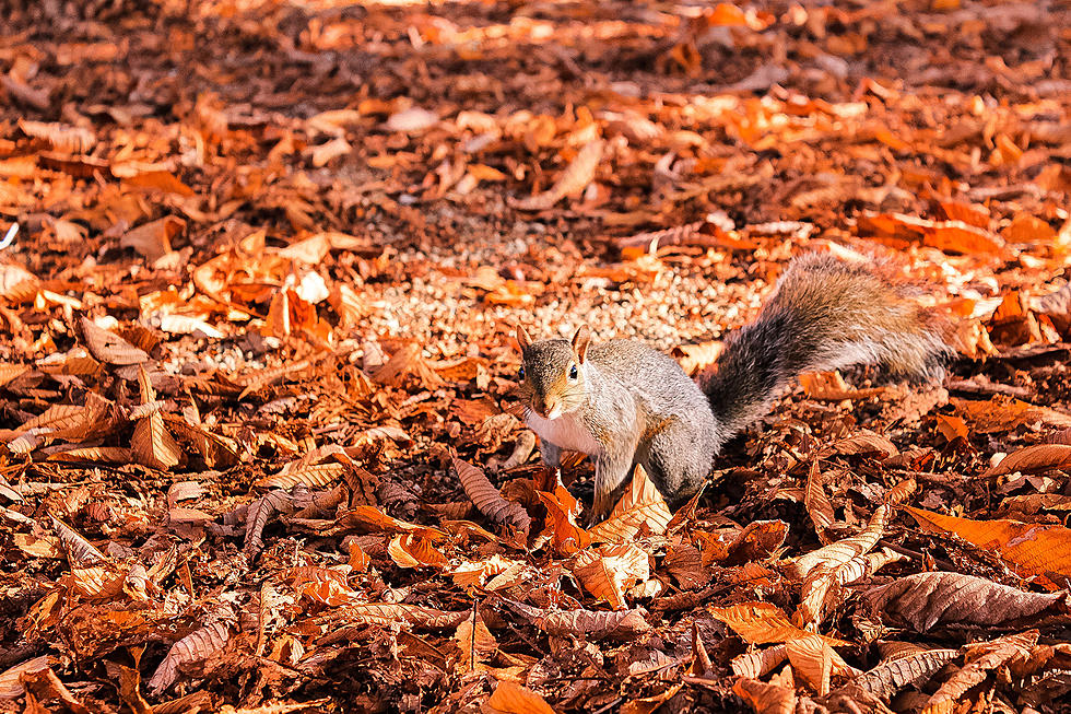 Wildlife doing fall chores to prep for winter (What&#8217;s in your backyard)