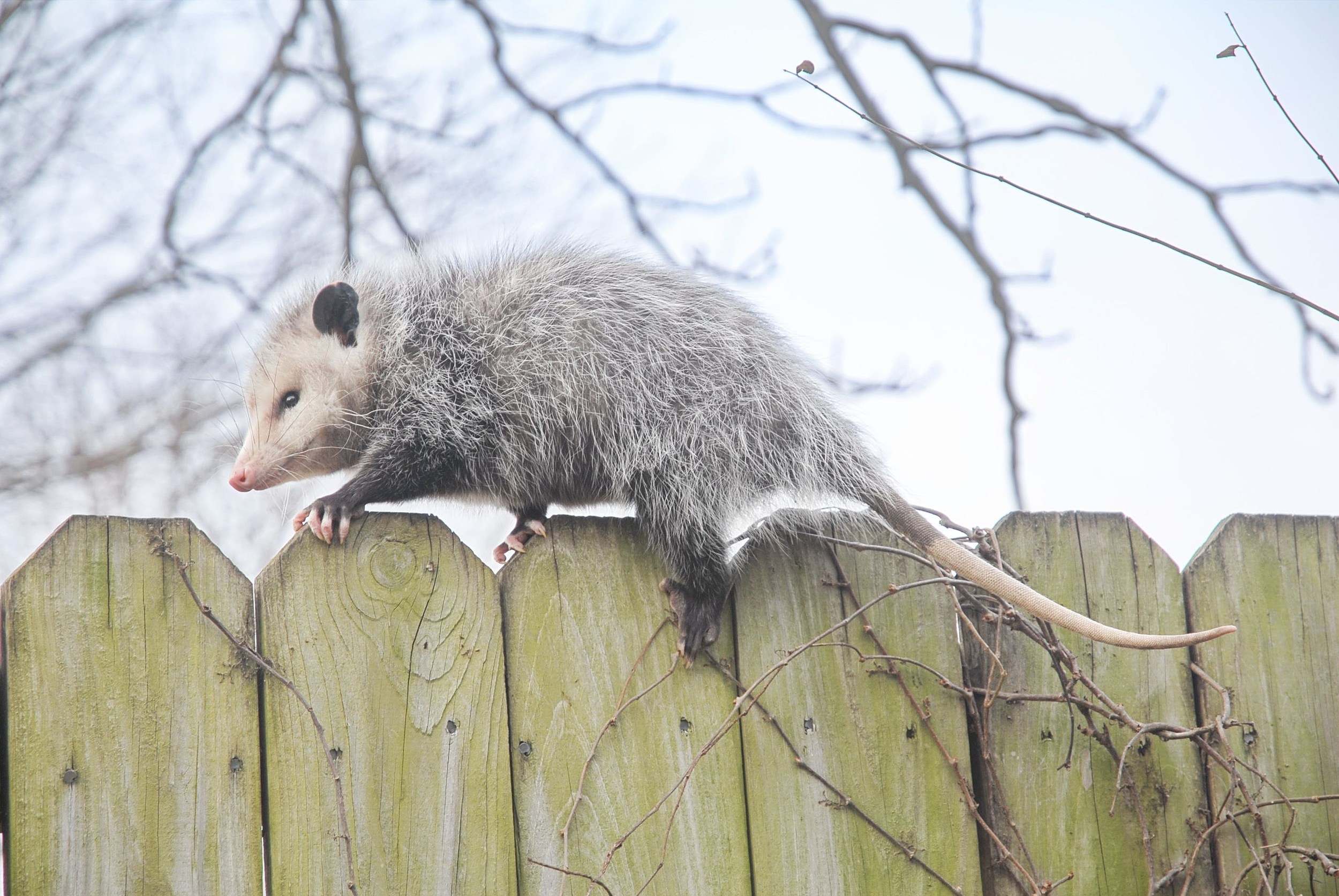 The shy opossum is a superhero in secret (What's in your backyard)