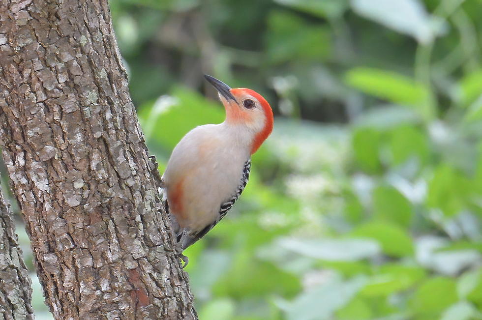 Knock on wood: It’s what woodpeckers do for a living (What&#8217;s in Your Backyard)