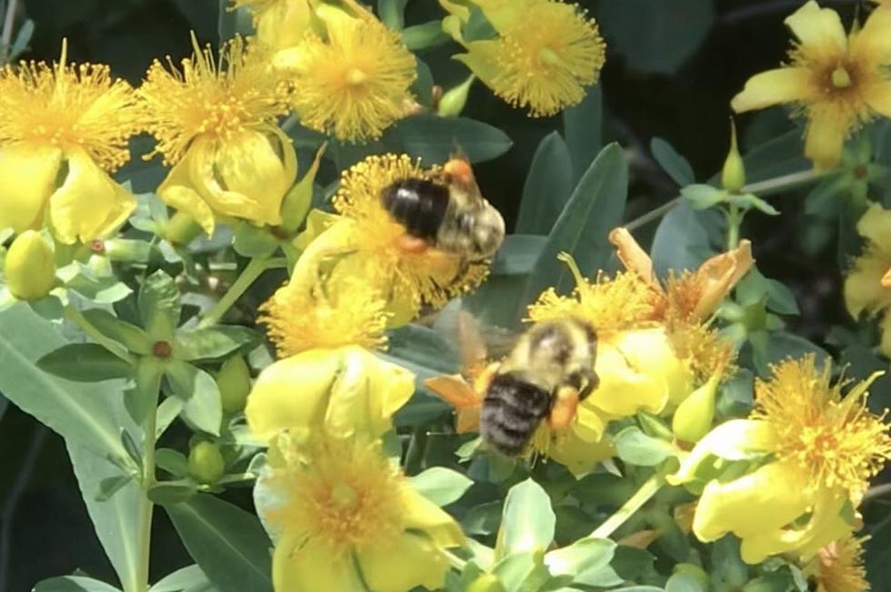 A balm for specialist bees — native plants (What&#8217;s in your back yard)