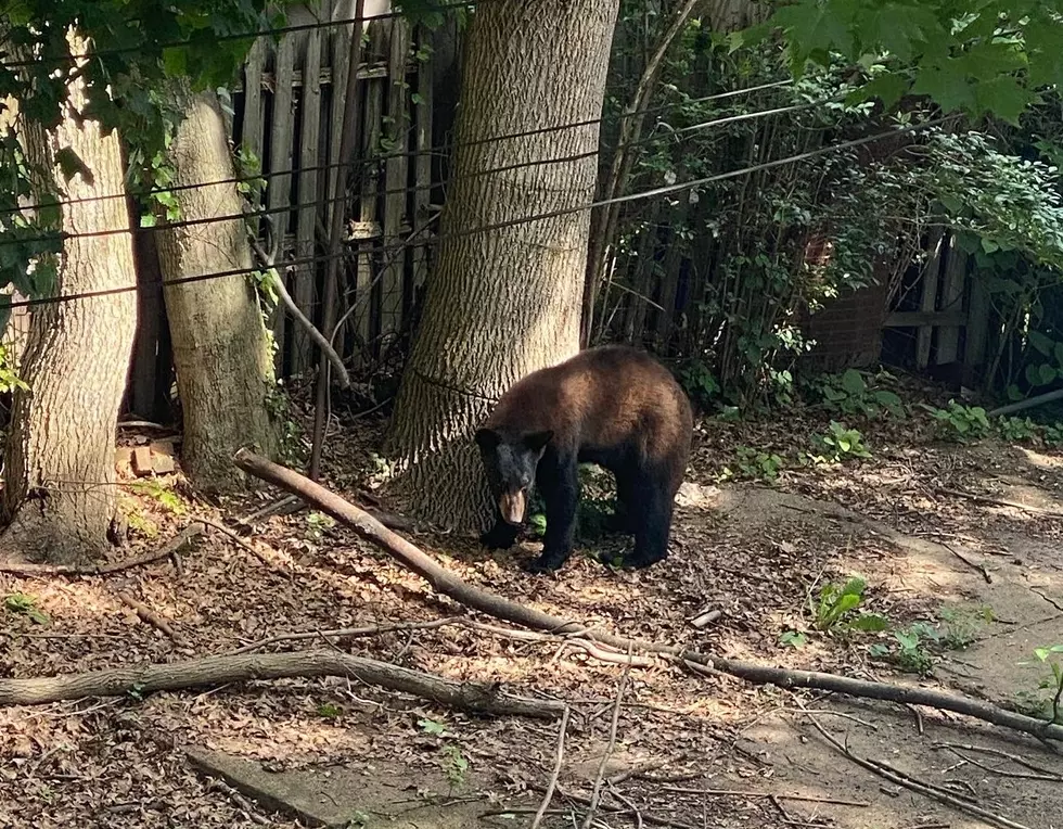 Bear tranquilized and relocated out of Montclair