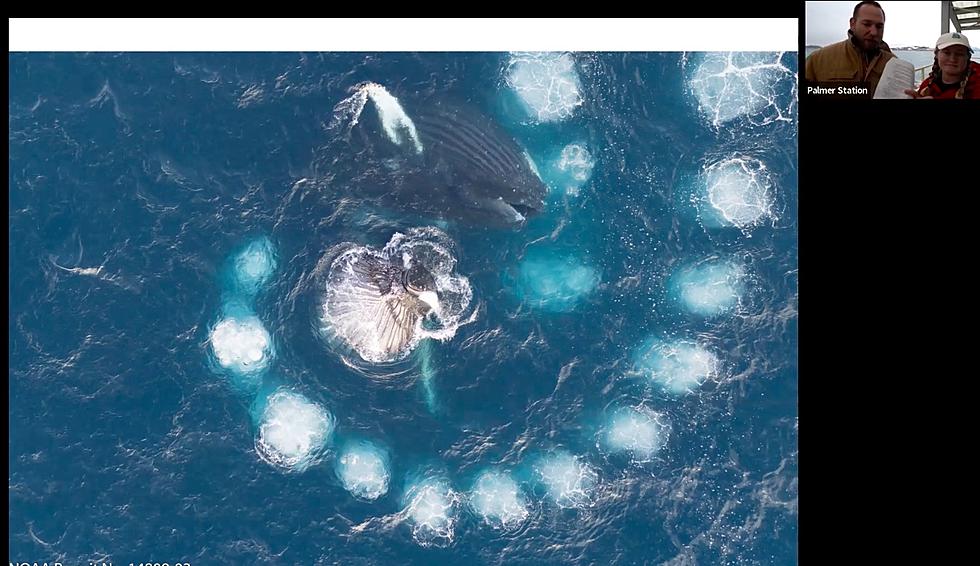 Watchung School students learn about whale populations from scientists in Antarctica
