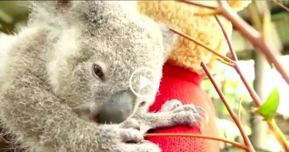 Bon Bon the Koala Celebrates First Christmas
