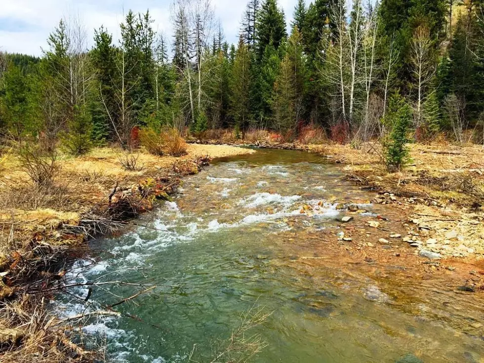 $1.2M grant gives Trout Unlimited, Lolo Forest big push in Ninemile restoration