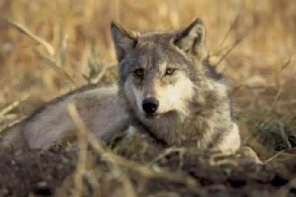 FWP could expand wolf trapping, hunting in NW Montana