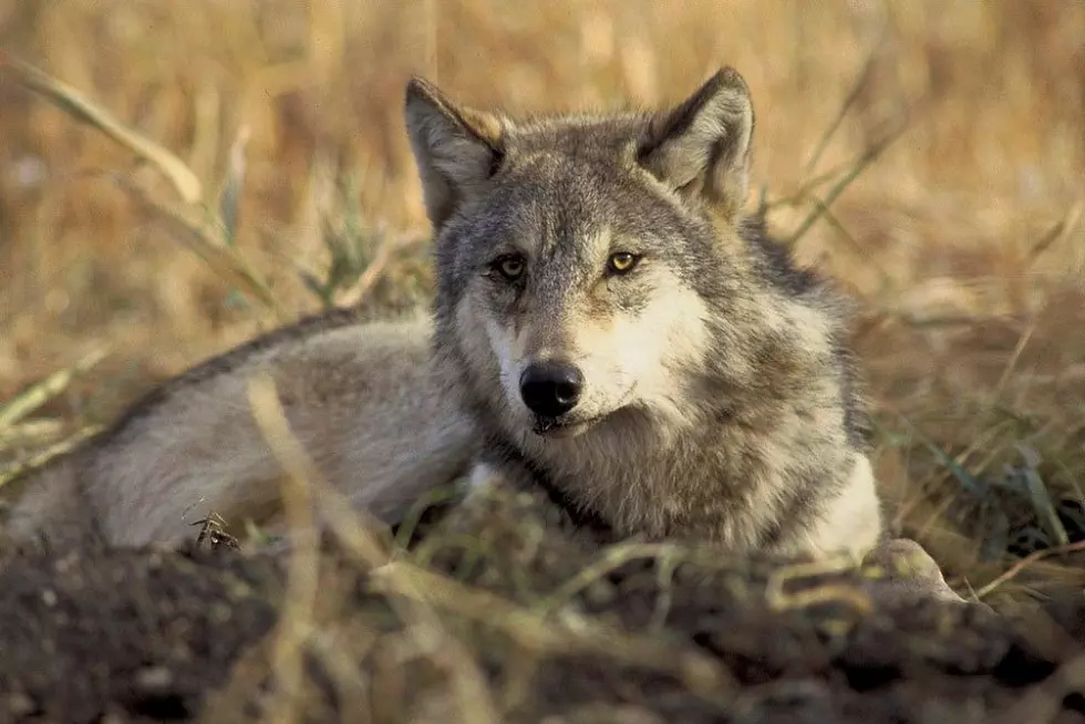 Two gray wolves killed in Washington State; probe underway