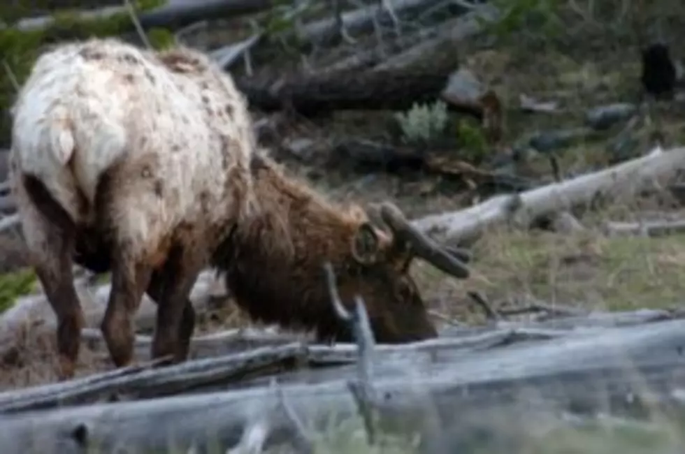 Viewpoint: Big victory for grizzly bears and wild, free-roaming elk