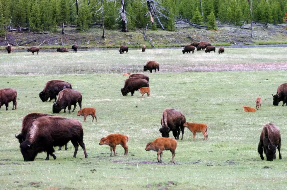Viewpoint: Yellowstone - the land of hope
