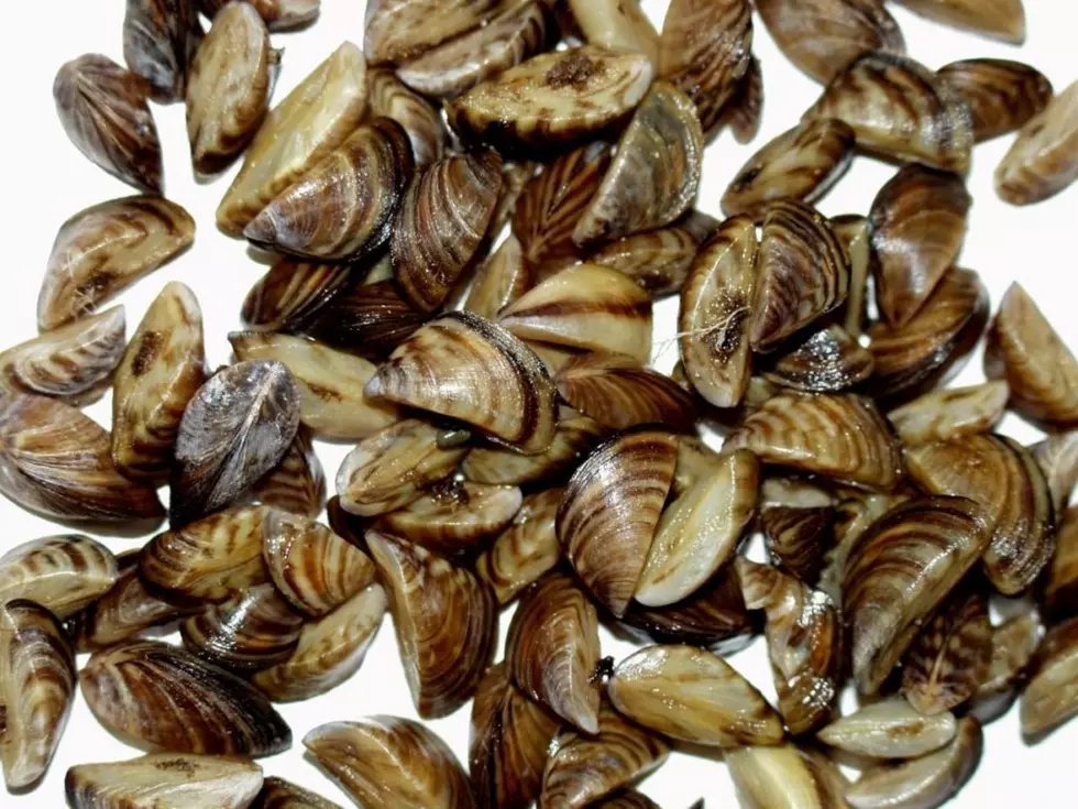 Team finds no new sign of invasive mussels outside of Missouri River Basin