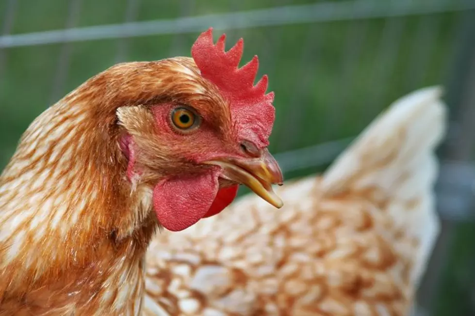 Colorado poultry workers test positive for bird flu