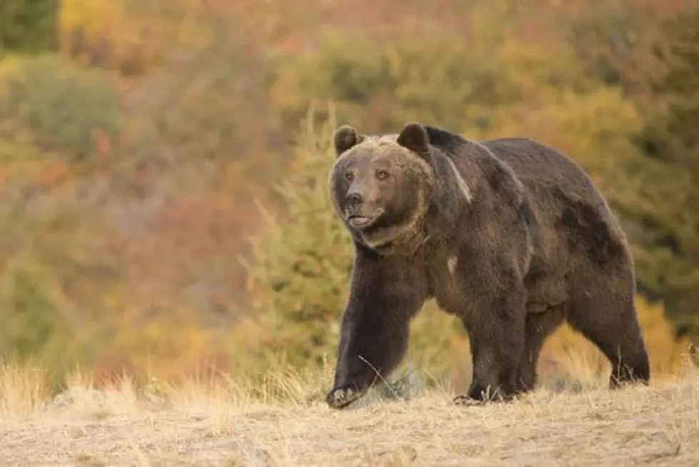 Montana grizzly plan out for public review