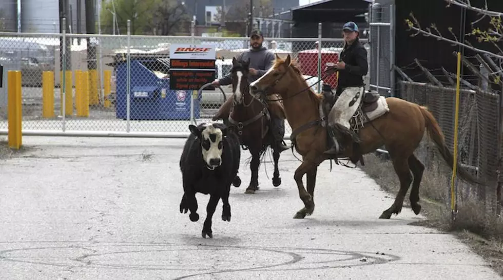 Yeehaw! Cowboys and cowgirls chase wayward cow through Billings