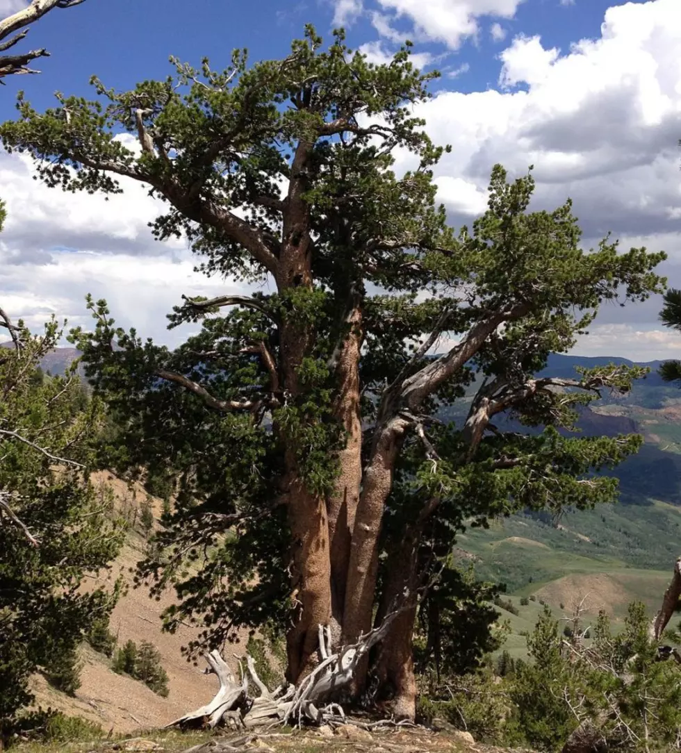 9th Circuit: Limited funds can keep whitebark pine off endangered list