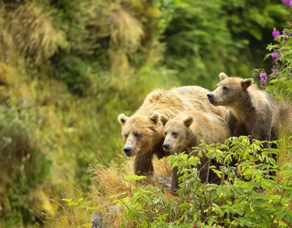 National Park Service proposes bear baiting ban in Alaska