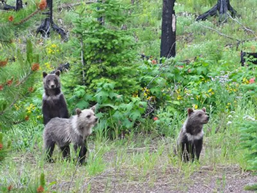 Grizzly bears moved to Cabinet Mountains to boost small population