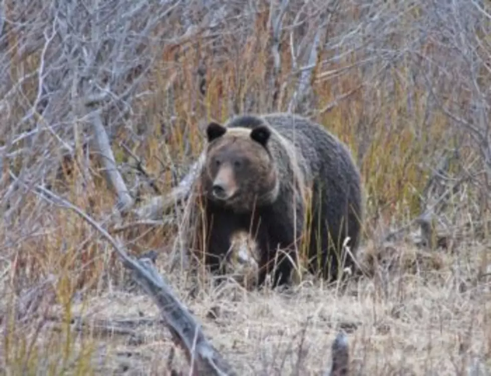 Northern grizzly management complicated by COVID, inexperienced campers