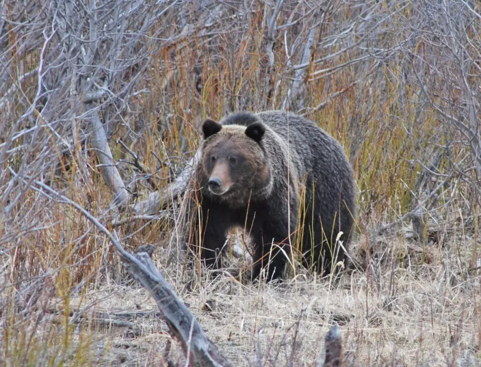 Viewpoint: Amid deception, restore pledge to grizzly bear protection