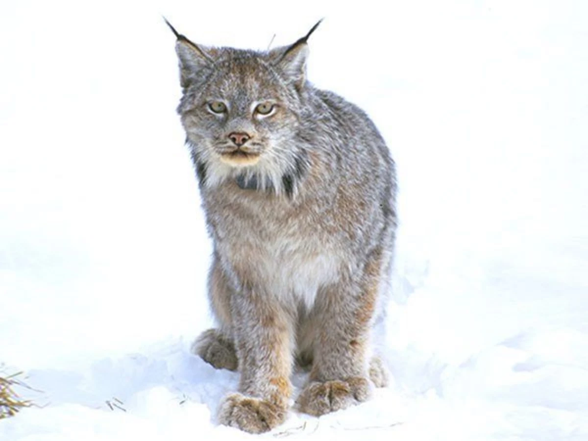 Canada Lynx - Endangered Species Coalition
