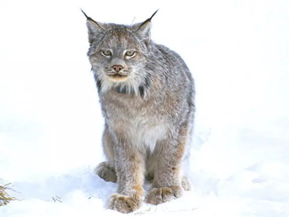 USFWS plan would give Canada lynx 20 years before delisting