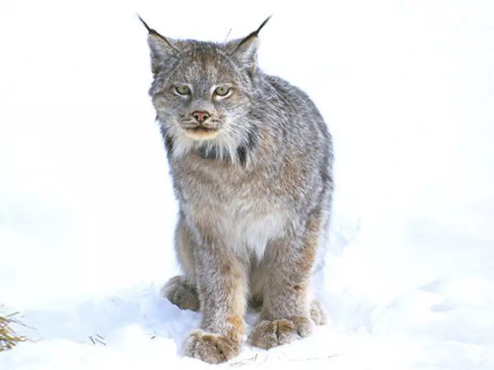 Montana judge: Feds failed to protect endangered Canada lynx from trappers