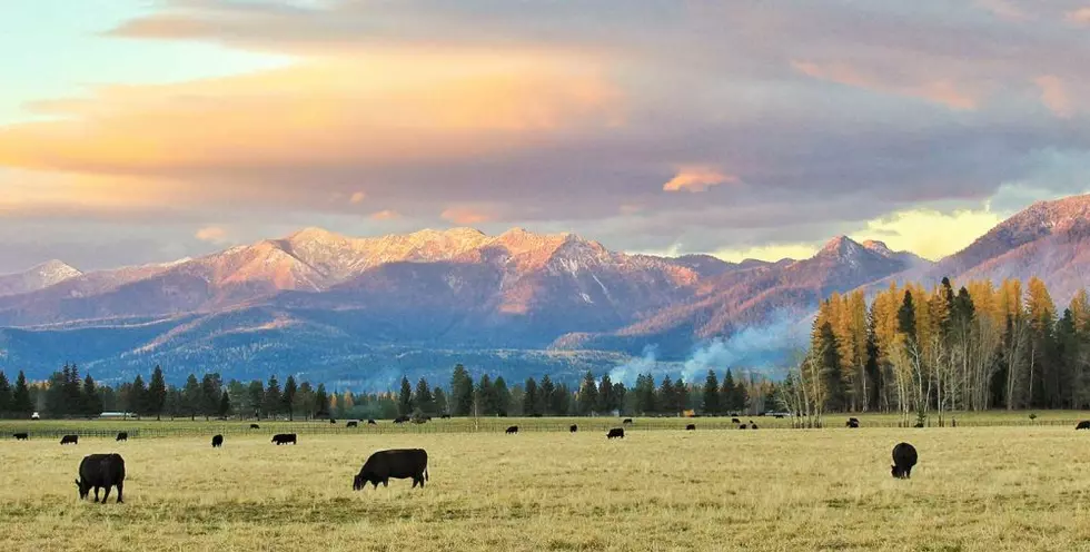 Viewpoint: U of Wyoming analysis proves economic irrelevance of public-land livestock grazing