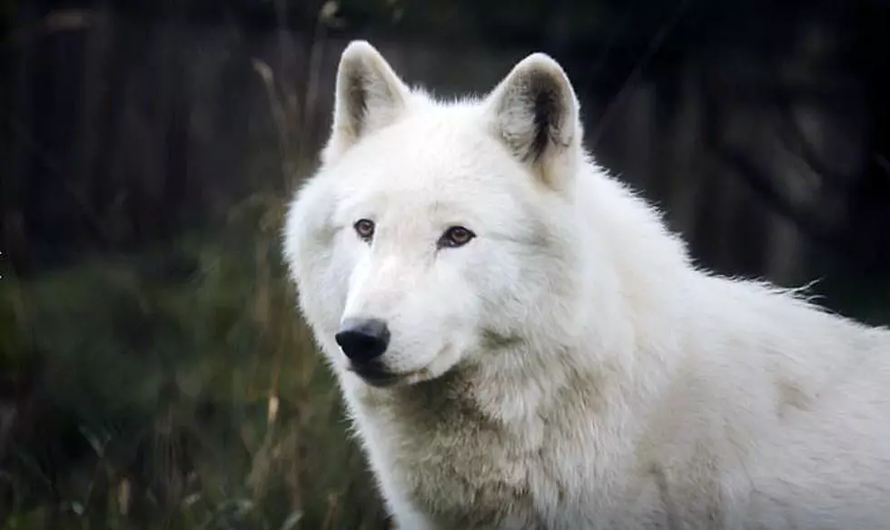 Feds are failing gray wolves under Endangered Species Act, groups allege