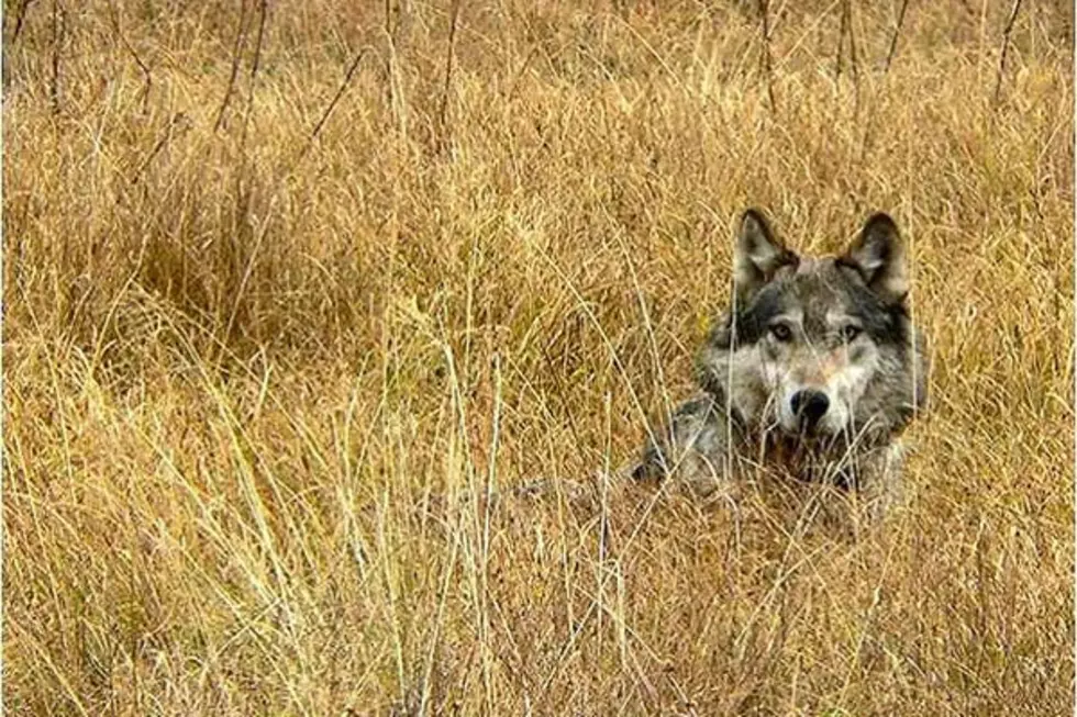 Wolf season to close around Yellowstone Park once quota is met