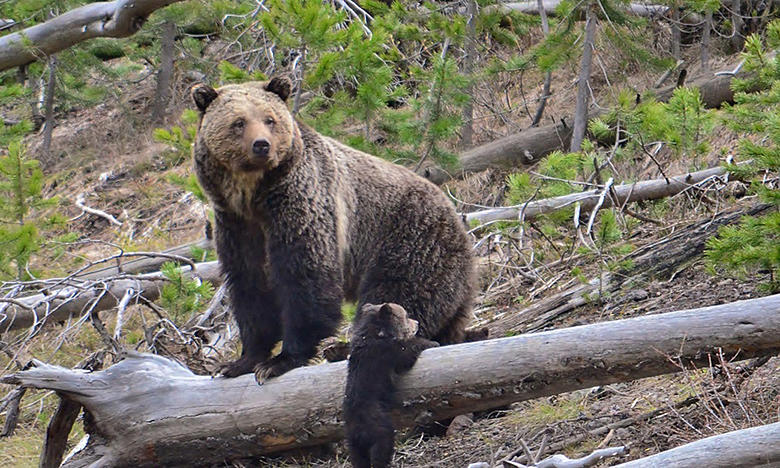 Feds revamp plan to restore grizzlies in North Cascades