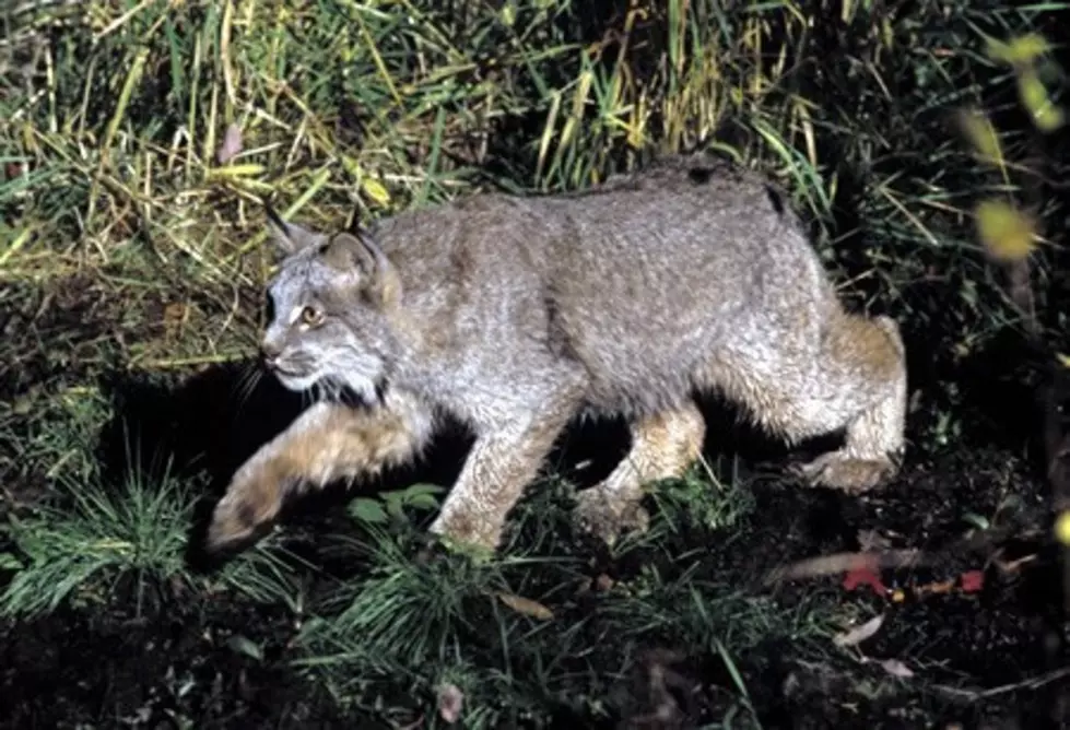 Missoula Federal Court settlement renews requirement for lynx recovery plan