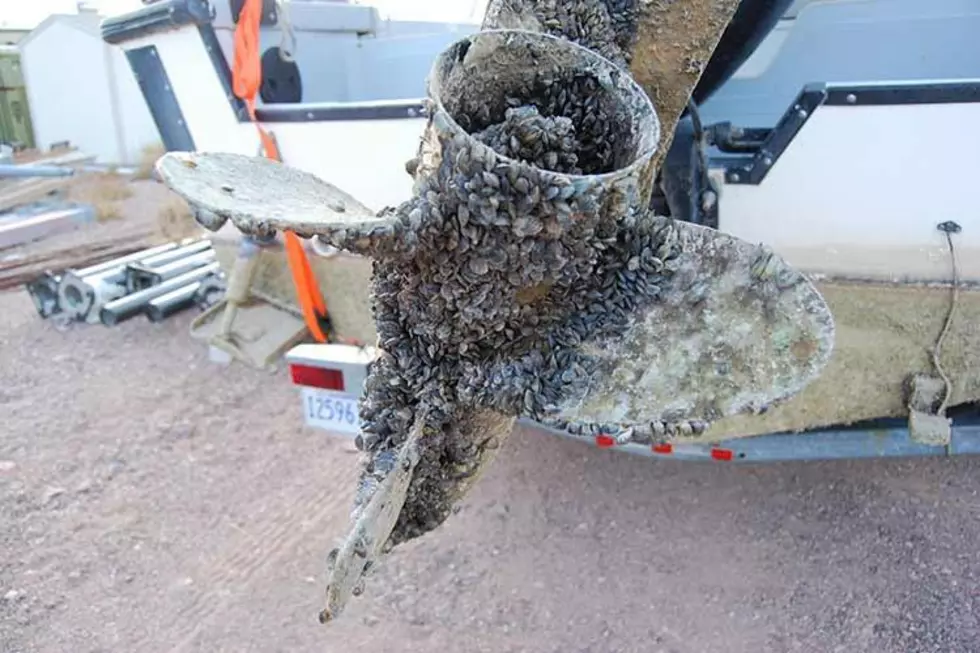 Invasive mussels: Montana&#8217;s busy boat inspection stations see delays, illegal drive-bys